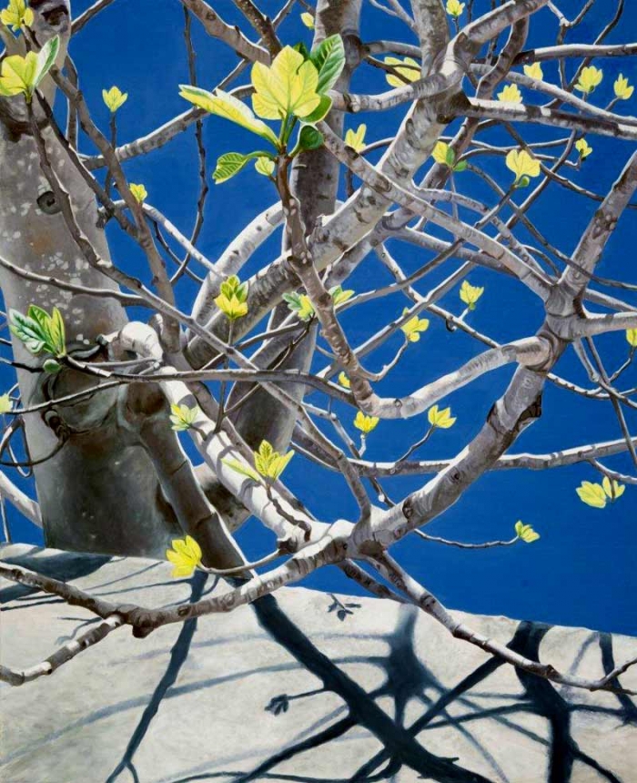 Feigenbaum im Frühling