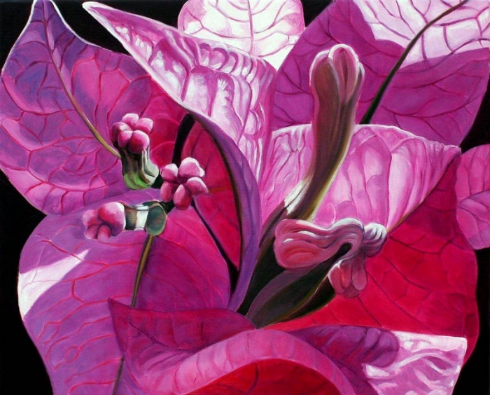 Bougainvillea