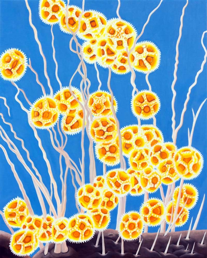 Nanowelt VI (Pollen auf Wildbiene)