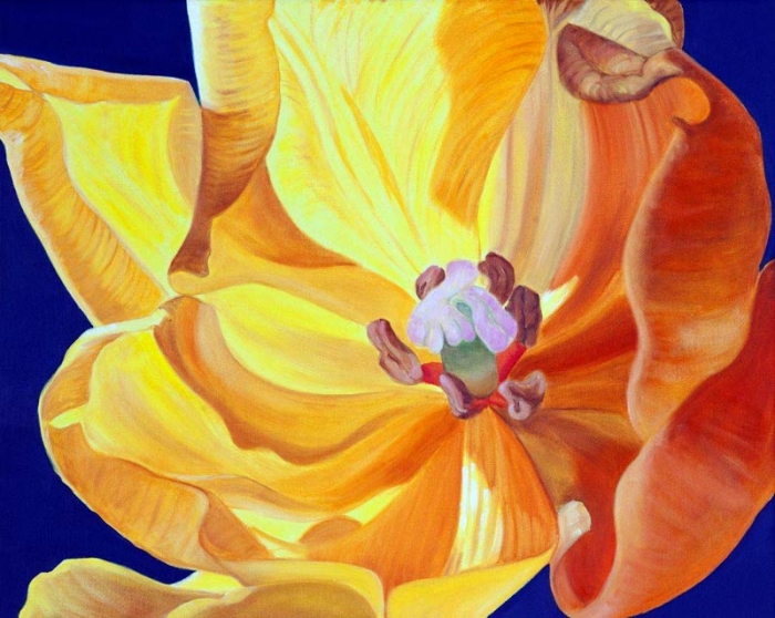 Tulpe